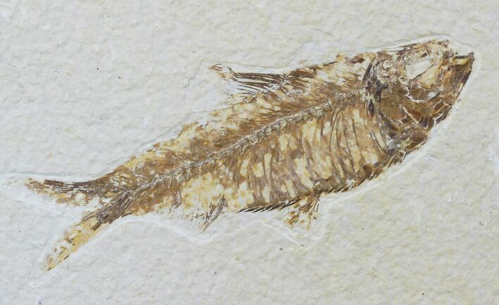 Detailed Fossil Fish (Knightia) - Wyoming #88543